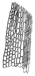 Archidium elatum, basal laminal cells from costa to margin. Drawn from isotype, H.B. Matthews s.n., Jan. 1931, CHR 500984.
 Image: R.C. Wagstaff © Landcare Research 2014 